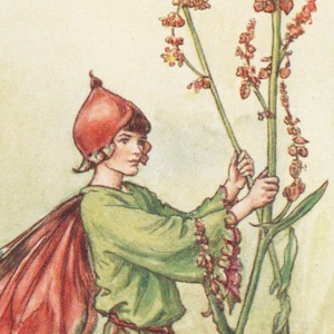 Fate dei fiori: LA FATA DELL&#39;ACETOLA Stampa vintage c1930 di Cicely Mary Barker