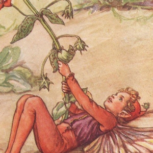 Fate dei fiori: La fata della primula scarlatta Stampa vintage c1930 di Cicely Mary Barker