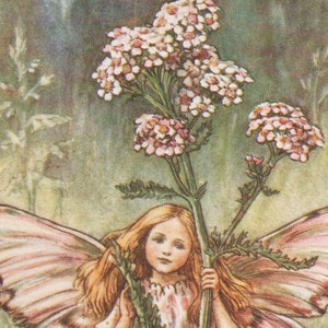 花の妖精: 野生のバラの妖精 ヴィンテージプリント c1930 花の妖精: 野生のバラの妖精 ヴィンテージプリント c1930