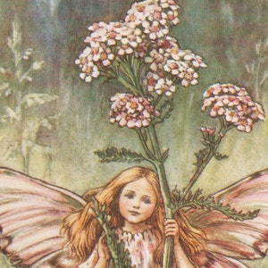 Flower Fairies: THE YARROW FAIRY Vintage Print c1930 by Cicely Mary Barker