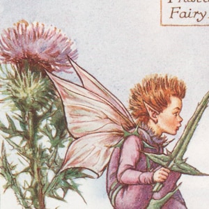 Fate dei fiori: LA FATA DEL CARDO Vintage Print c1930 di Cicely Mary Barker