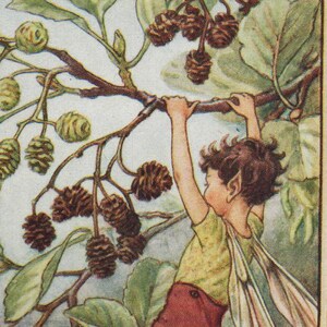 Flower Fairies: THE ALDER FAIRY Vintage Print c1930 by Cicely Mary Barker