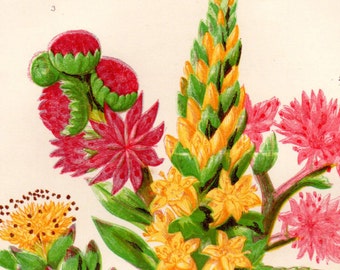 1899 Antique FLOWER PRINT Original Victorian Botanical Chromolithograph Mossy Tillea, Wall Pennywort
