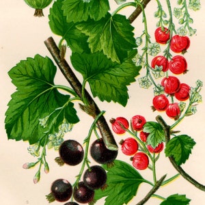 Antike BLUMENDRUCK 1899 Original Victorian Botanische Chromolithographie
