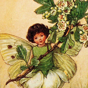 Flower Fairies: The MAY FAIRY Vintage Print c1930 by Cicely Mary Barker