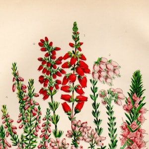 1899 Antiker BLUMENDRUCK Original Victorian Botanische Chromolithographie