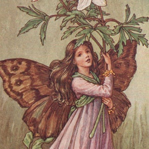 Fate dei fiori: The WINDFLOWER FAIRY Vintage Print c1930 di Cicely Mary Barker