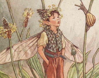 Op de afbeelding: Een fantasievolle illustratie van een fee met vleugels die in een veld met groene planten en gele bloemen staat. De fee draagt een bruin vest en broek en heeft een bloemenkroon op haar hoofd. De tekst "The RIBWORT PLANTAIN Fairy" staat onderaan de afbeelding.