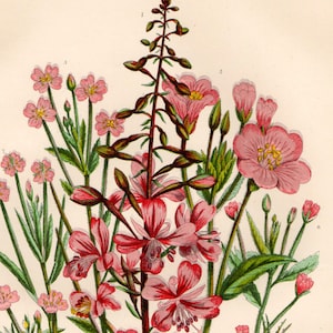 Antike BLUMENDRUCK 1899 Original Victorian Botanische Chromolithographie
