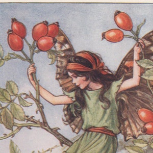 Flower Fairies: The ROSE HIP FAIRY Vintage Print c1930 by Cicely Mary Barker