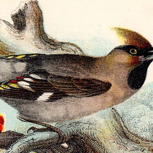 1896 Seltener ANTIK VOGEL DRUCK &quot;&quot;Waxwing&quot;&quot; Chromolithograph