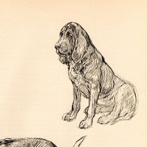 1938 Vintage DOG PRINT from a book of Sketches by K.F. Barker &quot;the Blood Hound is a majestic-looking dog&quot;