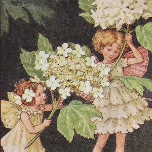 Flower Fairies: The GUELDER ROSE FAIRY Vintage Print c1930 by Cicely Mary Barker
