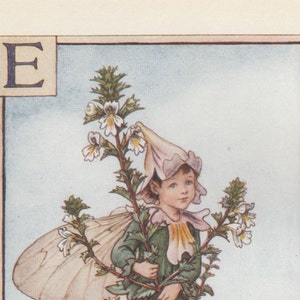 Alphabet Flower Fairies: E  for EYEBRIGHT FAIRY Vintage Print c1930 by Cicely Mary Barker letter