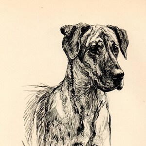 1938 Vintage DOG PRINT from a book of Sketches by K.F. Barker &quot;Size coupled with Good Looks!&quot;