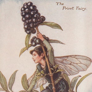 Flower Fairies: THE PRIVET FAIRY Vintage Print c1930 by Cicely Mary Barker