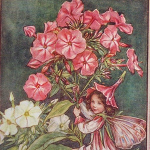 Fate dei fiori: LA FATA PHLOX Stampa vintage c1930 di Cicely Mary Barker