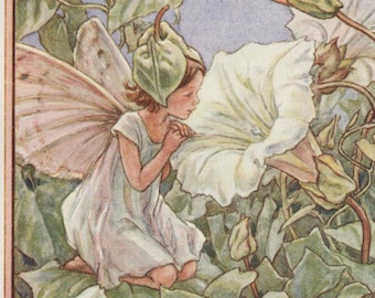 Flower Fairies: The WHITE BINDWEED FAIRY Vintage Print c1930 by Cicely Mary Barker