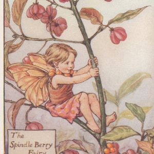 Flower Fairies: The SPINDLE BERRY  FAIRY Vintage Print c1930 by Cicely Mary Barker