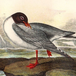 Lachmöve 1897 Seltene Antike Vogeldruck Chromolithograph Ornithologie Buchplatte