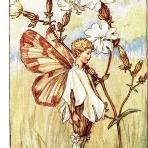 Fate dei fiori: The WHITE CAMPION FAIRY Stampa originale c1930 di Cicely Mary Barker