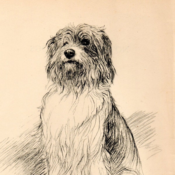 1938 Vintage DOG PRINT Original Pen & Pencil Sketch by K.F. Barker "Border Sheep Dog"