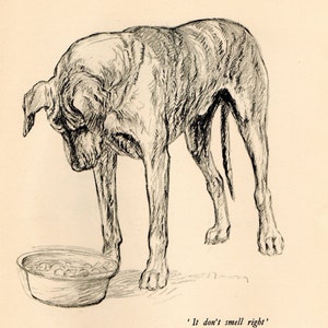 1938 Vintage DOG PRINT from a book of Sketches by K.F. Barker "It Don't Smell Right!"