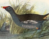 Moor Hen 1897 Rare Antique Bird Print Chromolithograph Ornithology Book Plate