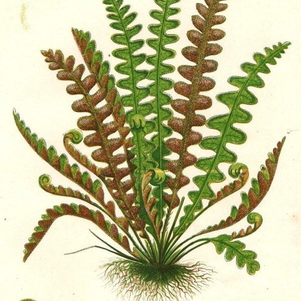 Authentic 1898 ANTIQUE FERN PRINT Chromolithograph Book Plate