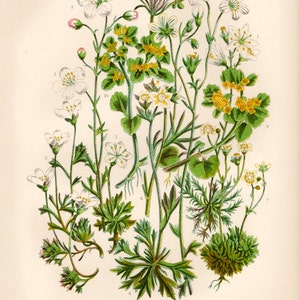 Antike BLUMENDRUCK 1899 Original Victorian Botanische Chromolithographie
