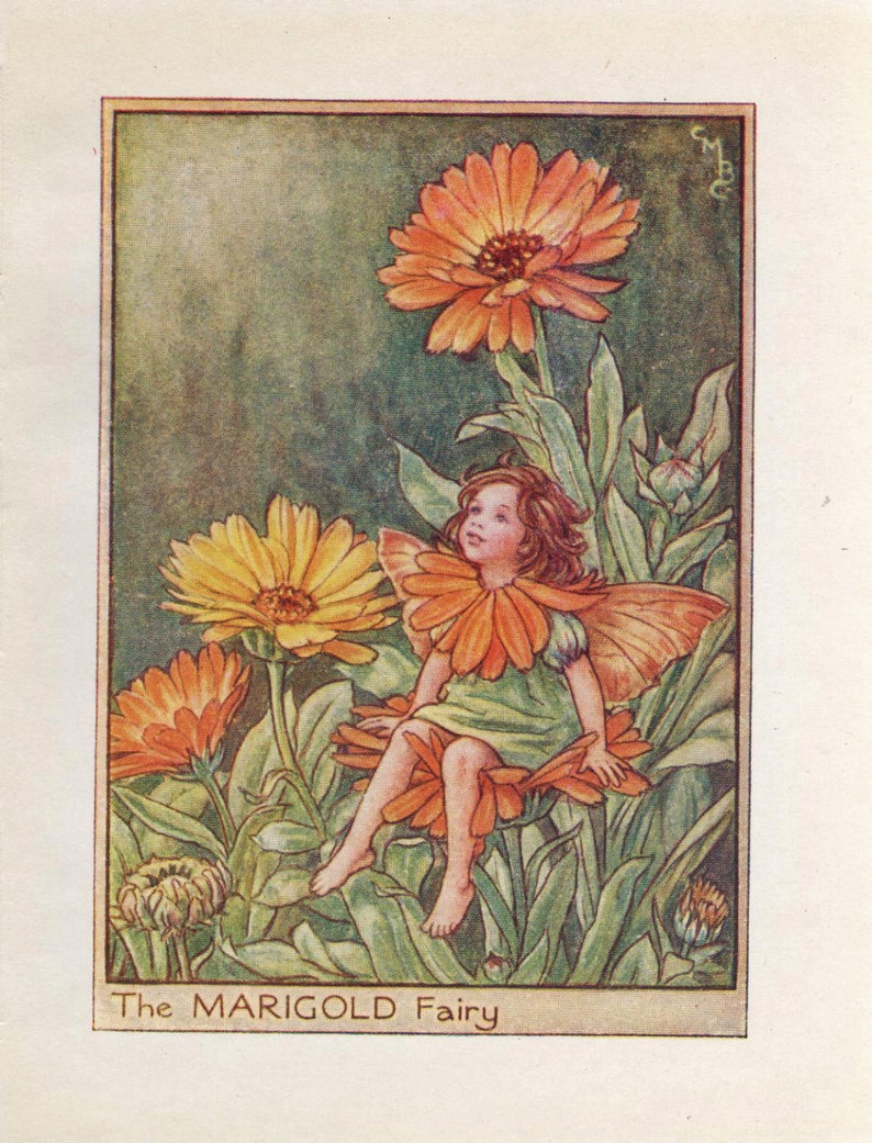 Flower Fairies: THE MARIGOLD FAIRY Vintage Print c1930 by image 1