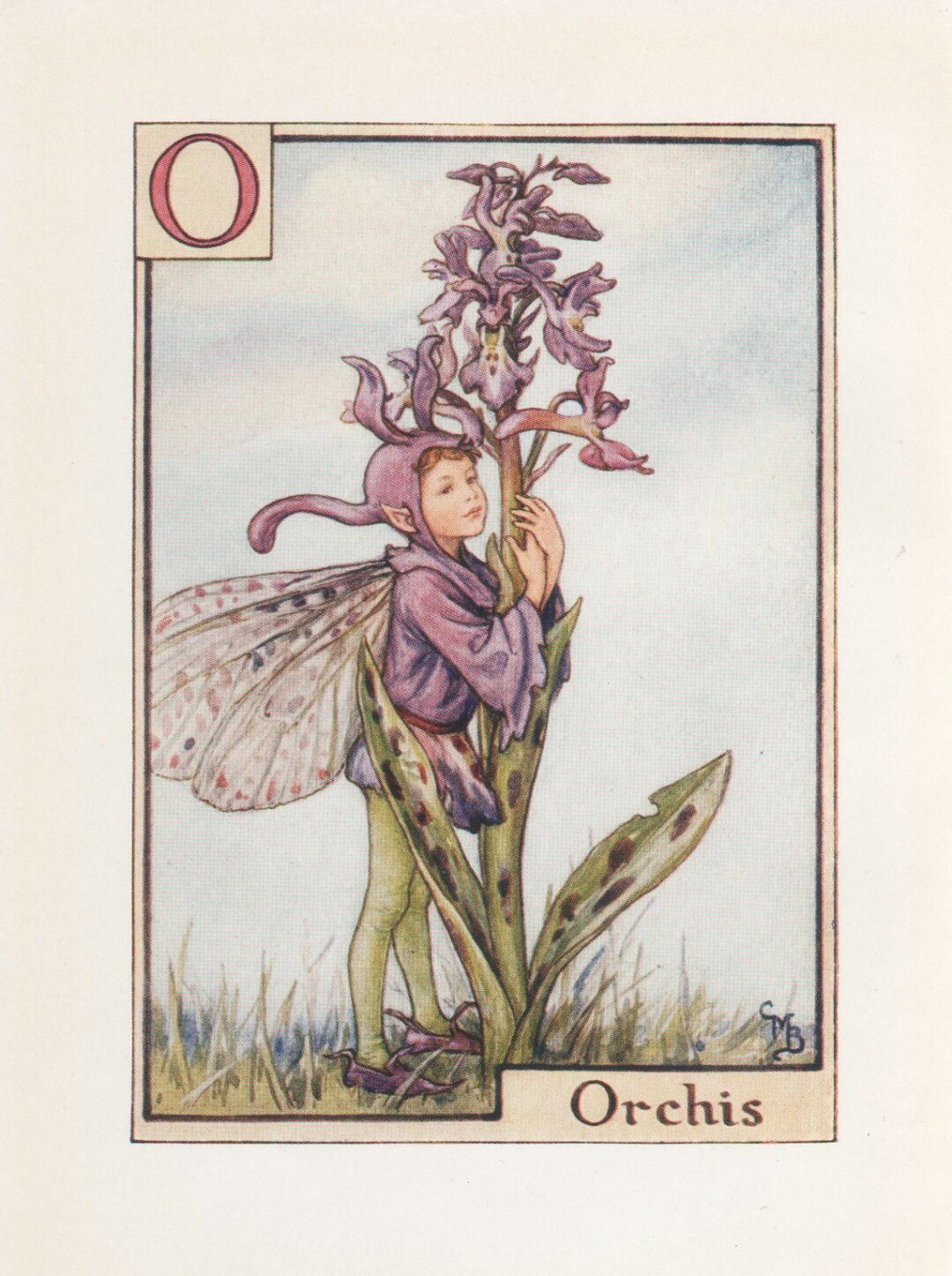 Flower fairies Alphabetの妖精 51XQR4571BL._UF1000,1000_QL80_.jpg