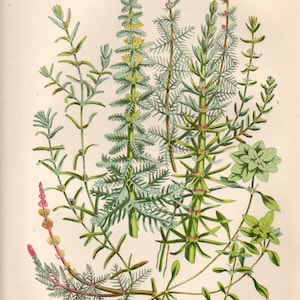 Antike BLUMENDRUCK 1899 Original Victorian Botanische Chromolithographie