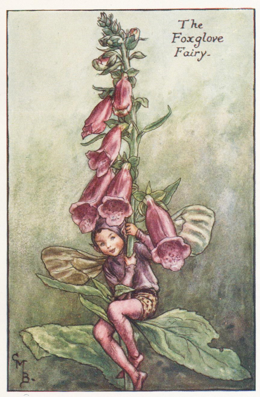 Flower Fairies: the FOXGLOVE FAIRY Vintage Print C1930 by Cicely Mary  Barker - Etsy