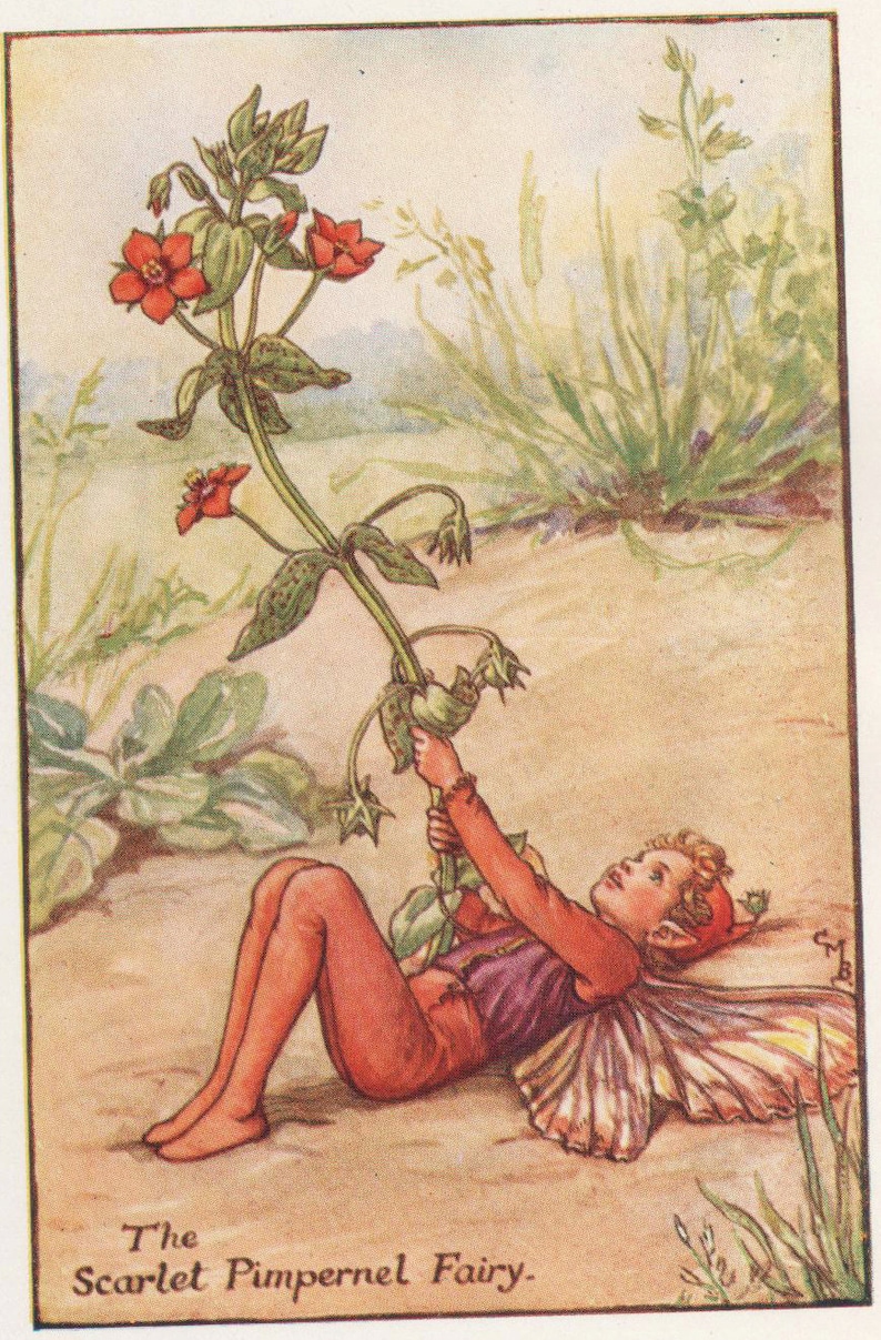 Flower Fairies: The SCARLET PIMPERNEL FAIRY Vintage Print image 1