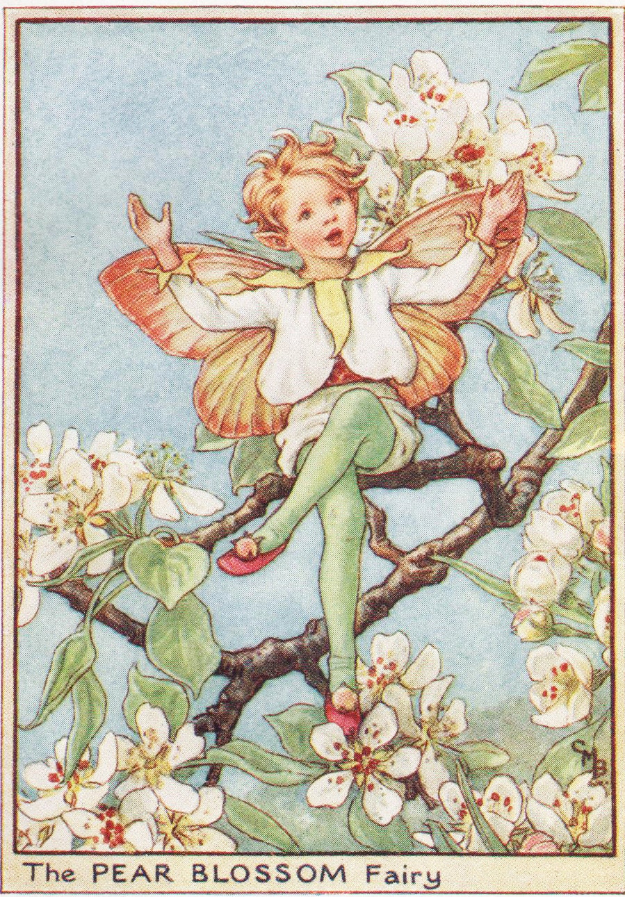 【国際ブランド】 FAIRY BLOSSOM PEAR the Fairies: Flower Vintage C1930 Print 人形