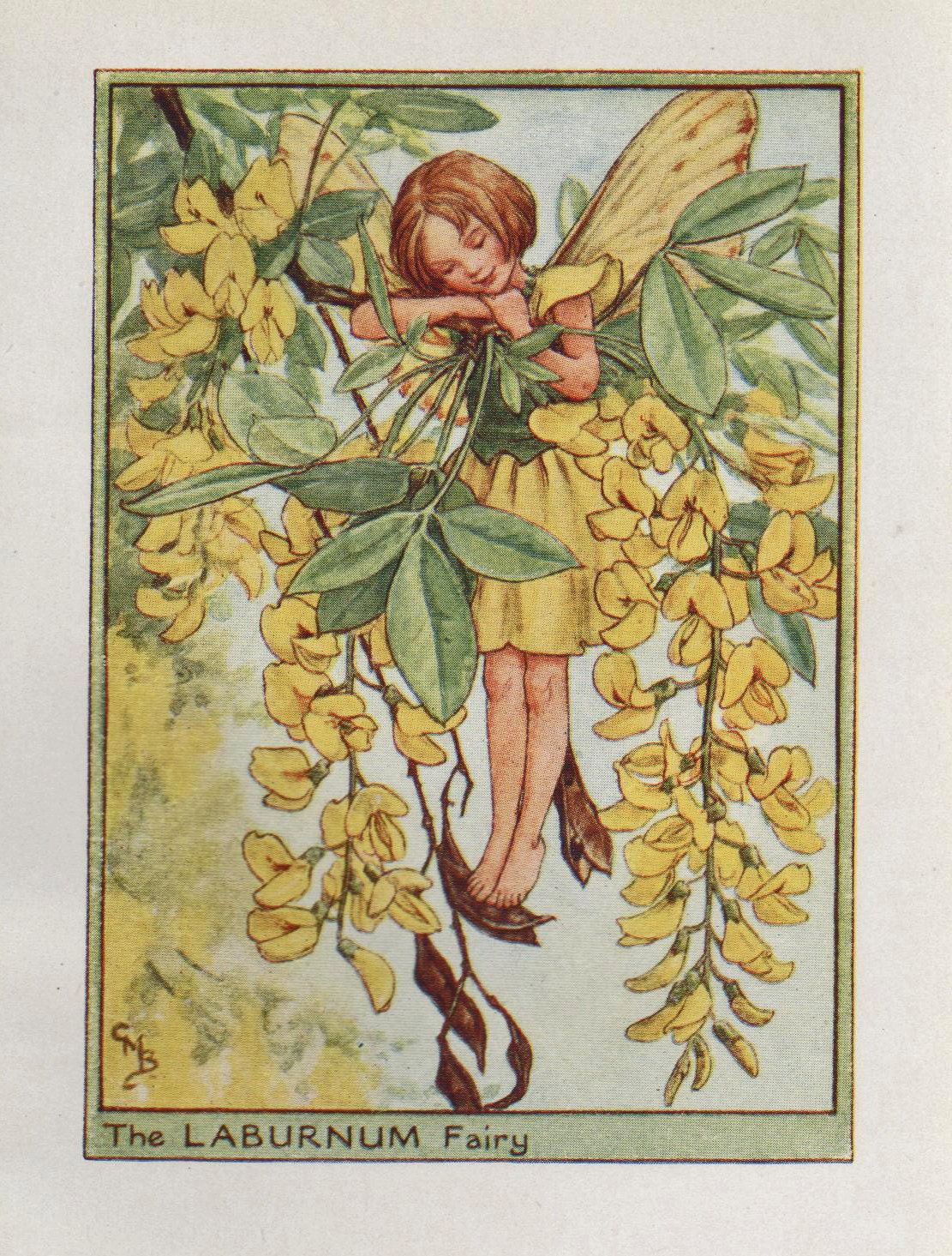 Flower Fairies: THE LABURNUM FAIRY Vintage Print C1930 by Cicely