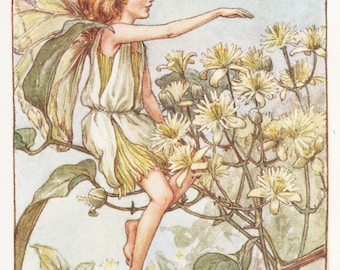 Flower Fairies: The TRAVELLER'S JOY FAIRY Vintage Print c1930 by Cicely Mary Barker