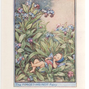 Flower Fairies: The FORGET-ME-NOT Fairy Vintage Print c1930 by Cicely Mary Barker