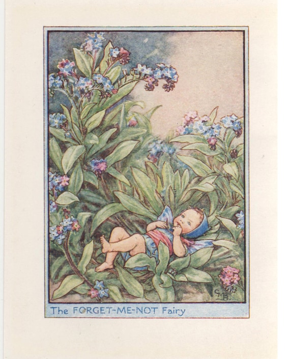 The Forget-me-not Fairy 額装アート Flower Fairies: the FORGET-ME-NOT Fairy Vintage Print C1930 by