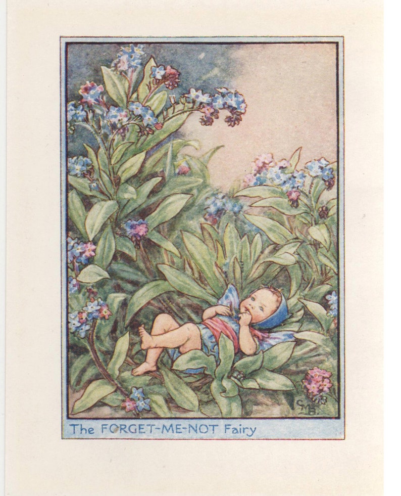 Flower Fairies: The FORGET-ME-NOT Fairy Vintage Print c1930 by image 1