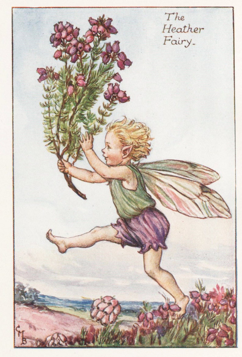Flower Fairies: The HEATHER FAIRY Vintage Print c1930 by image 1