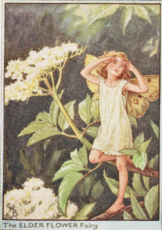 Flower Fairies: the ELDER FLOWER FAIRY Vintage Print C1930 by Etsy