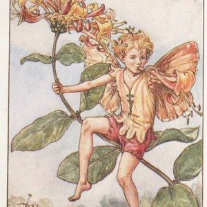 Flower Fairies: THE HONEYSUCKLE FAIRY Vintage Print c1930 by Cicely Mary Barker
