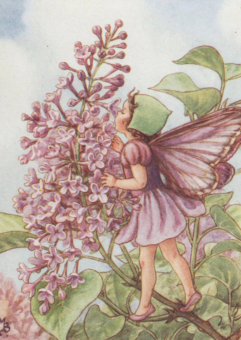 Flower Fairies: THE LILAC FAIRY Vintage Print C1930 by Cicely Mary