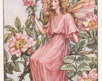 Flower Fairies: the WILD ROSE FAIRY Vintage Print C1930 by Cicely