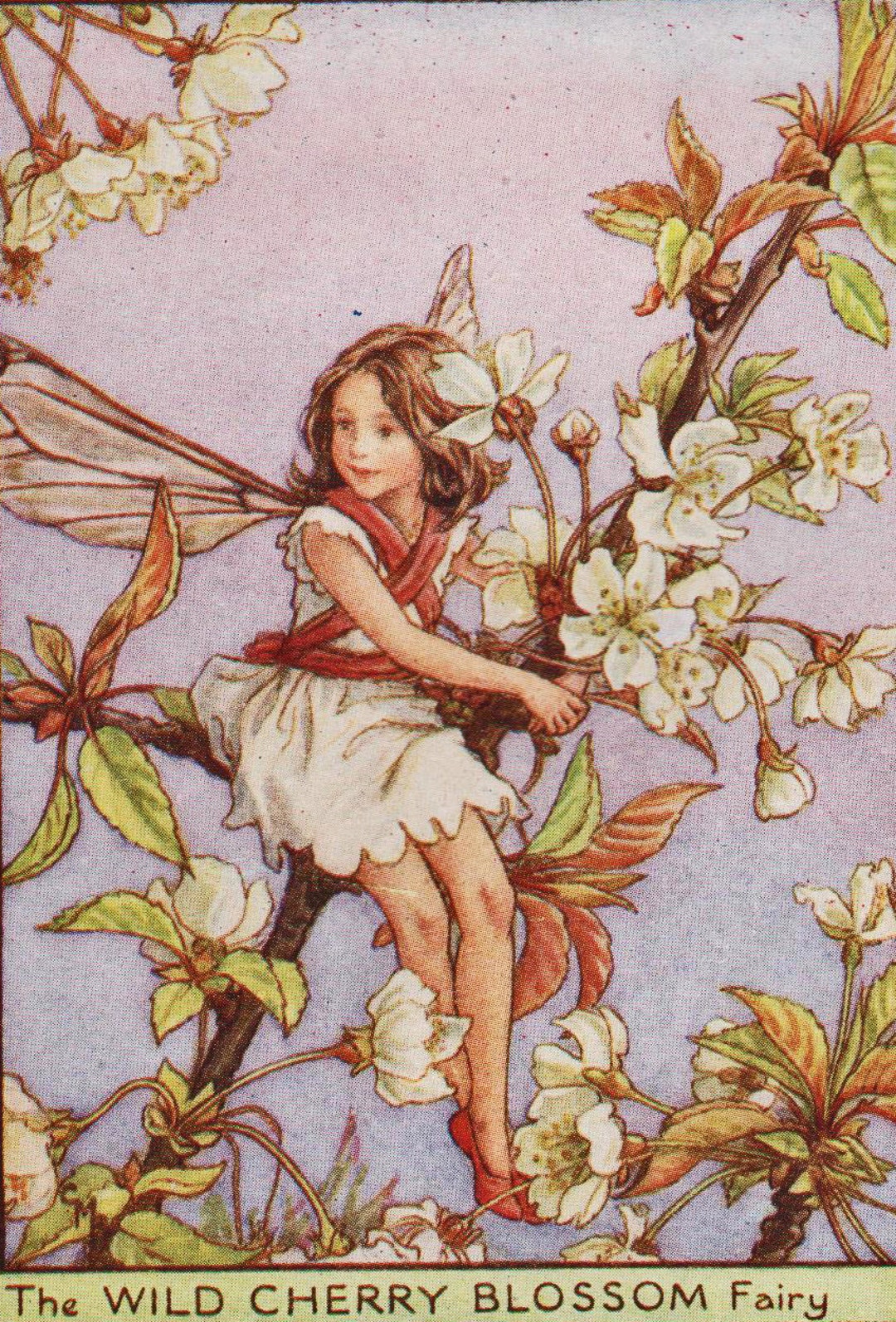 洋書 Flower Fairies Postcard Book 41vA8rlbCHL.jpg_BO30,255,255,