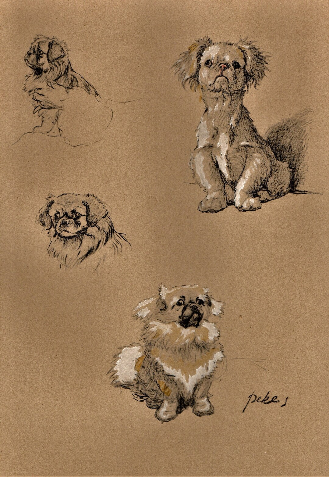 Cecil Aldin Vintage DOG PRINT Colour PEKES - Etsy