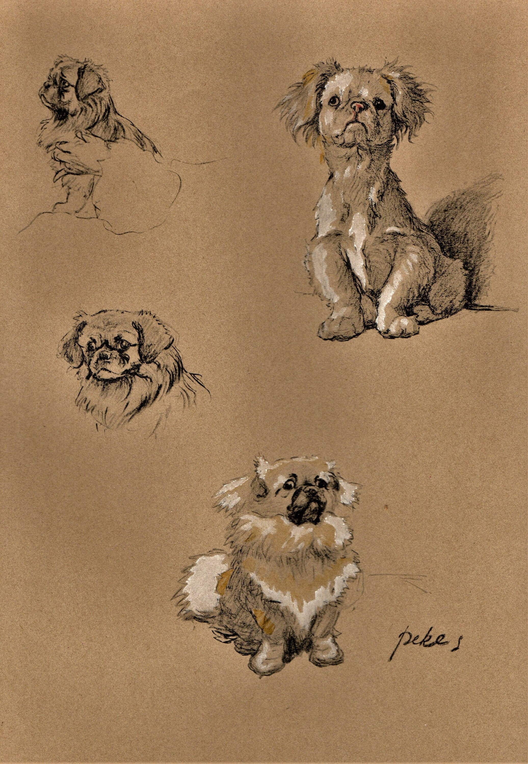 Cecil Aldin Vintage DOG PRINT Colour PEKES - Etsy