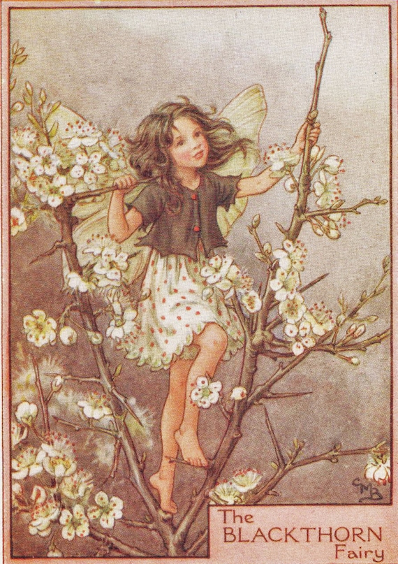 Flower Fairies: THE BLACKTHORN FAIRY Vintage Print C1930 by Cicely